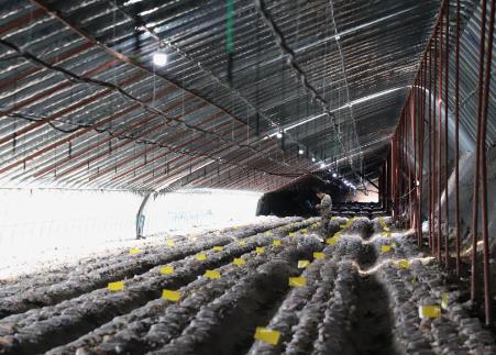 “小蘑菇”長成“大產業”