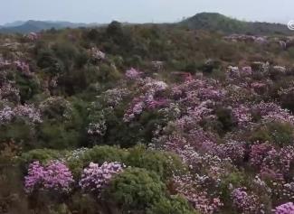 鮮花裝點春日大地展現蓬勃生機 “多彩”旅游業態引客來