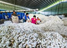 廣西蠶桑產業量價雙漲 一季度蠶種累計發種量增加30.32%