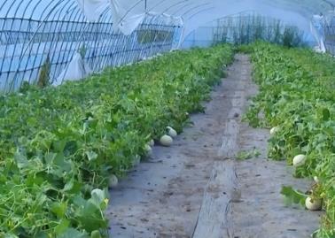 “花樣”農產品搶“鮮”上市 為假期居民“菜籃子”“果盤子”增色添彩