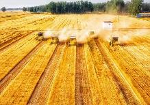 河南：確保糧食播種面積穩定在1.6億畝以上