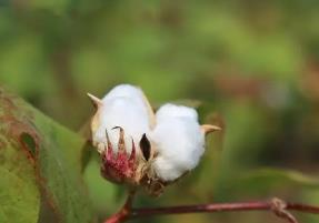 中國農科院從棉花中發現新型高效殺蟲蛋白
