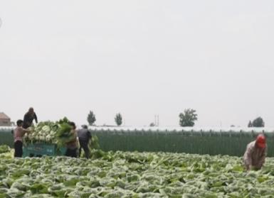4月份“菜籃子”價格季節性下降 主產區蔬菜上市正當時