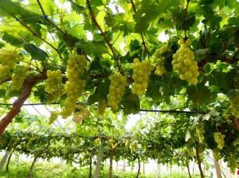 “中國設施葡萄之鄉”河北饒陽11萬畝葡萄陸續成熟