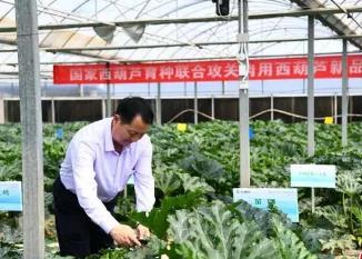 農業專家集聚山西 論道蔬菜產業發展