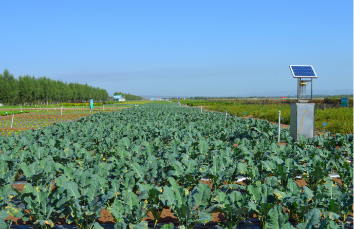 寧夏固原持續擦亮“冷涼蔬菜之鄉”品牌