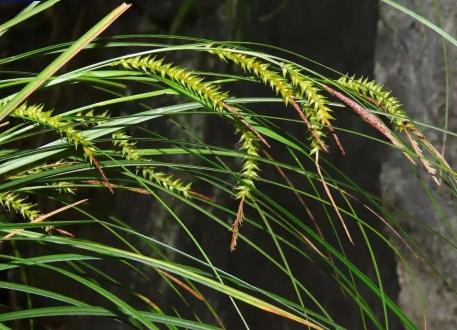 廣西發現植物新種 對巖溶石漠化治理有重要意義