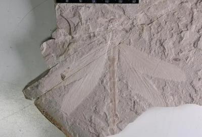 內蒙古赤峰寧城發現1.65億年前蜻蜓化石