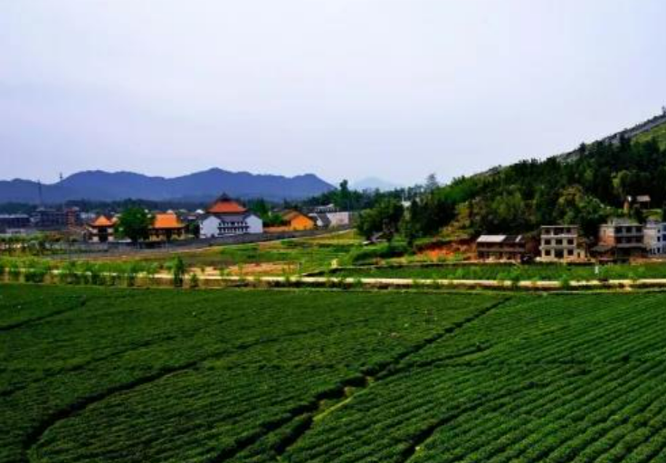 湖南寧鄉：采煤沉陷區產業 由“黑”變“綠”