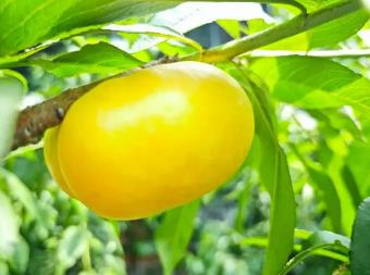 大棚油桃上市！“中國蜜桃之鄉”再上新品種