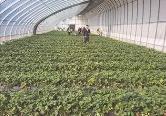 山西大同：設施農業挑大梁 豐富百姓“菜籃子”