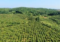 “中國油茶之鄉”湖南祁陽做強油茶產業