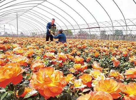 河南“花兒”讓顏值變產值
