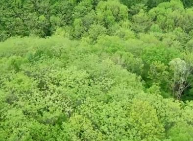 構建全息“數字森林” “三北”防護林有了大數據驅動的土壤