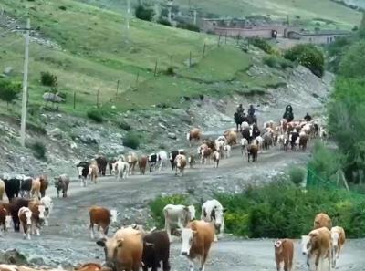 新疆各地畜牧業夏季轉場陸續開始 “最美轉場路”上多種服務“到位”