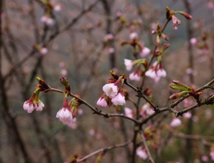 廣西發現一植物新物種——全州櫻花