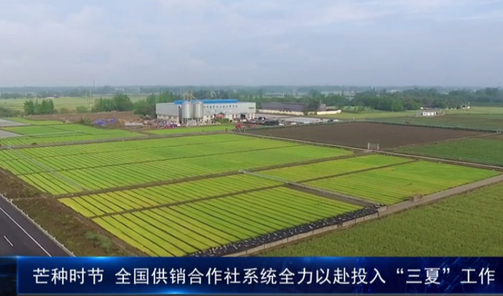 全國供銷合作社系統積極服務“三夏”生產
