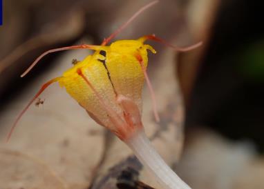海南五指山發現新記錄物種三絲水玉杯