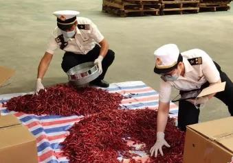 “中國辣椒之鄉”云南丘北辣椒“火辣”海外市場