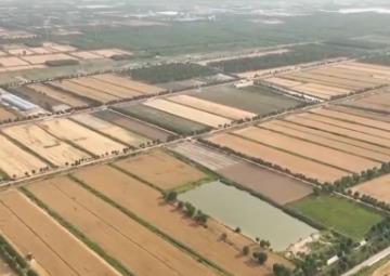 大規模小麥機收結束 夏糧豐收已成定局