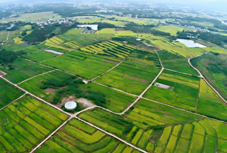 廣東連續24年實現耕地占補平衡