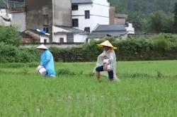 強降雨造成南方多地農作物不同程度受災 農戶爭分奪秒補插秧苗