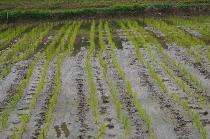 四川大春栽播漸告收尾 順利完成“關秧門”