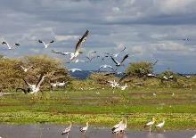棲息環境不斷優化 我國珍貴、瀕危野生動物種群穩定增長