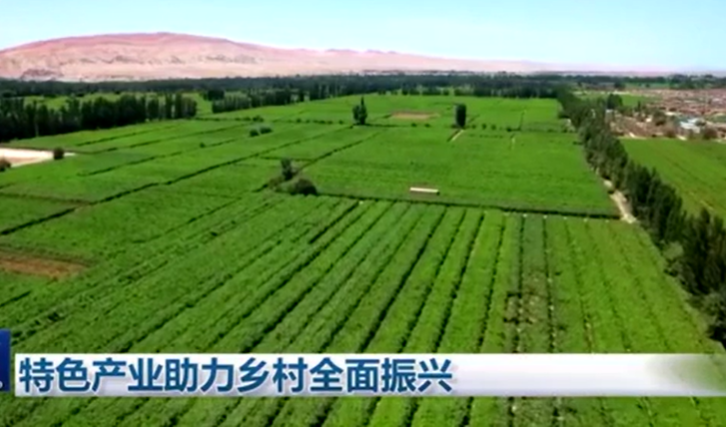 特色產業助力鄉村全面振興