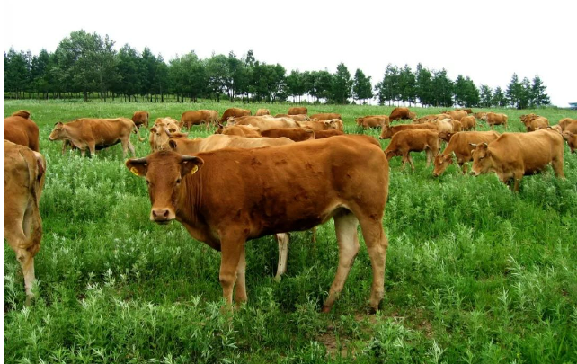 吉林延邊建起立體循環“牛”經濟體系