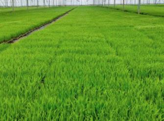 廣東高校用科技賦能水稻產業全鏈條