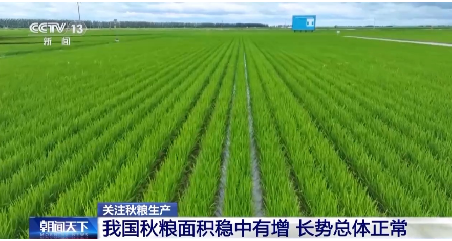 我國秋糧面積穩中有增 長勢總體正常