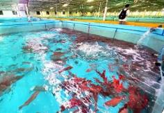 海南萬寧獲“中國東星斑之鄉”區域特色品牌稱號