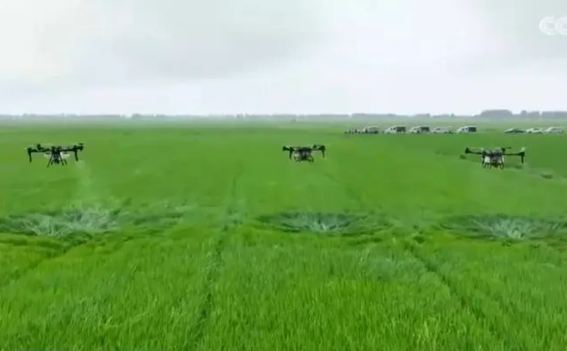 我國秋糧作物進入產量形成關鍵期 “一噴多促”助力增產豐收