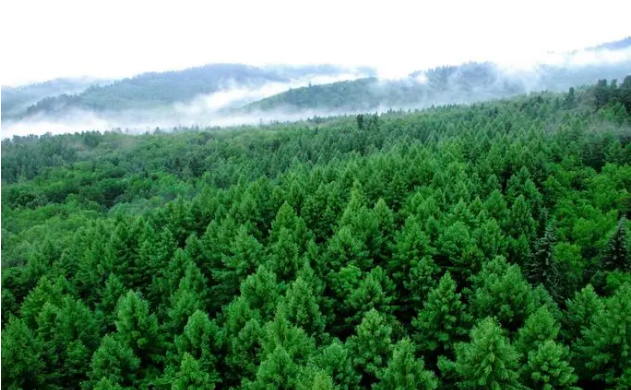 生態與產業并進 東北十年停伐轉型記