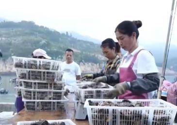 產業化、規模化養殖 福建霞浦1.5萬畝鮑魚迎豐收