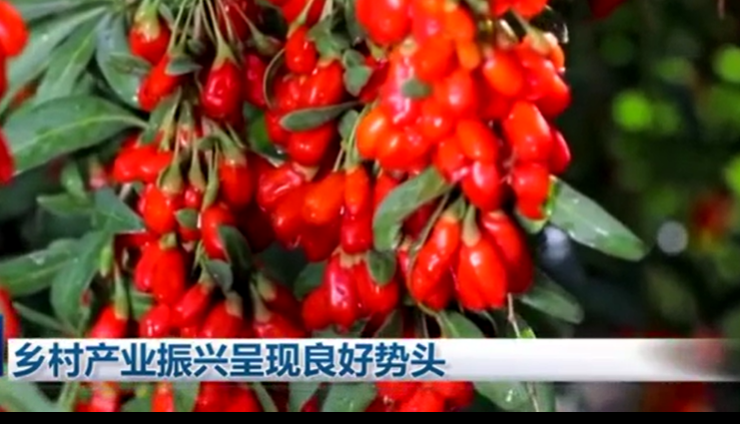 鄉村產業振興呈現良好勢頭