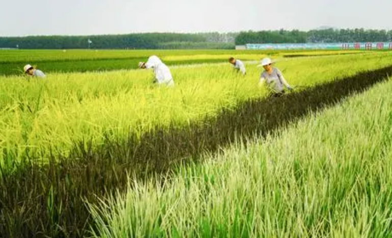主產區合力抓好田間管理 秋糧豐收基礎持續夯實