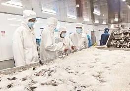 1-7月出口規模穩居全國首位！福建水產“游”向全球餐桌