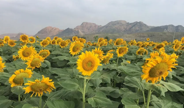 內蒙古五原縣： “葵花之鄉”打造縣域“金色名片”