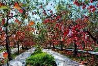 黃陵縣被授予“中國生態蘋果之都”“中國生態翡翠梨之鄉”生態食材產品區域公用品牌