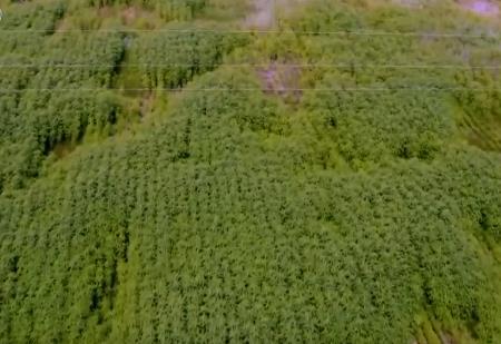 破“堿”重生！我國生物改良鹽堿地技術取得重要進展