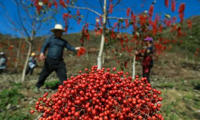 貴州貴定：山桐子產業發展勢頭足為鄉村振興注入新活力