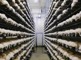 福建這里發展領“菌”產業的競爭力何在？