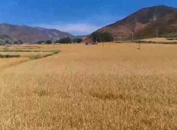 豐收啦！金色沃野好“豐”景 魚躍人歡產業旺