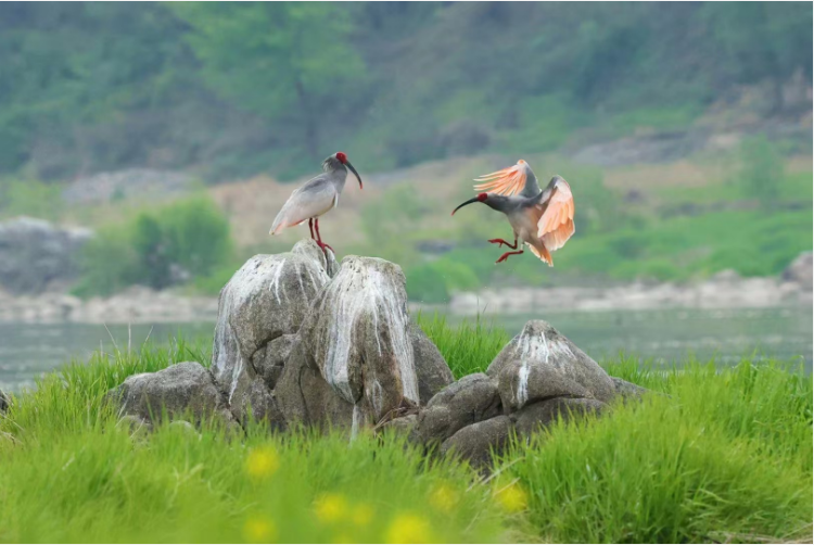 守護“東方寶石” 5G和AI為朱鹮保護插上科技之翼