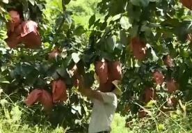 金秋碩果滿枝頭 應季水果產銷兩旺慶豐收