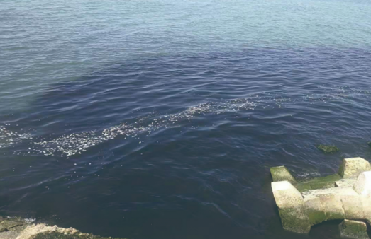 我國將加強入海排污口監管 保護海洋生態環境