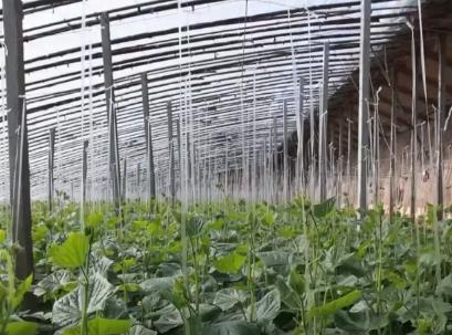 冬儲菜供應充足 “老三樣”銷售旺 百姓“菜籃子”量足價穩