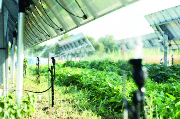 歐洲試水農業光伏發電項目